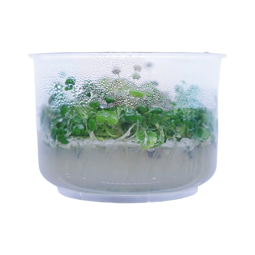Hydrocotyle sibthorpioides