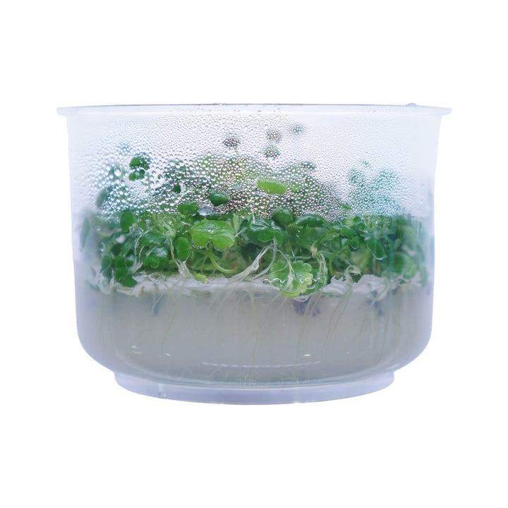 Hydrocotyle sibthorpioides