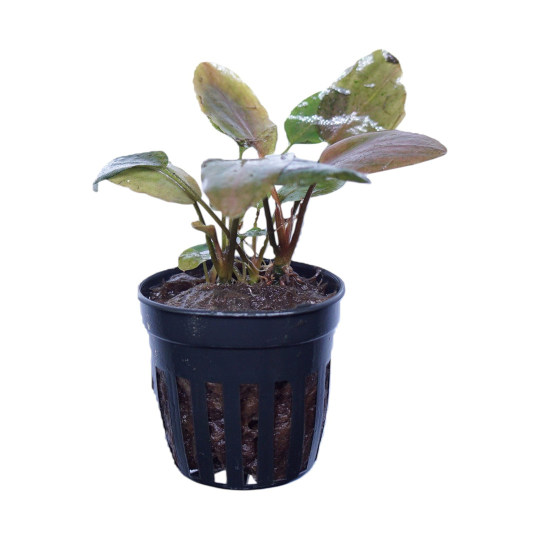 Lagenandra Meeboldii Red Round