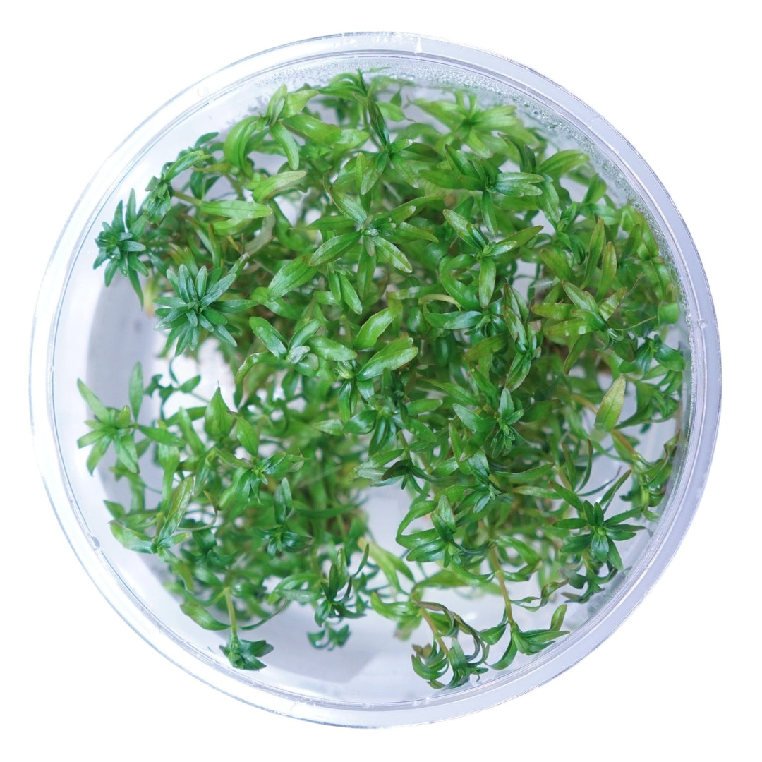 Ludwigia inclinata var verticillata aquatic plant from Cuboid Nature Aquarium, vibrant green stems with red-tinted leaves for freshwater tanks.