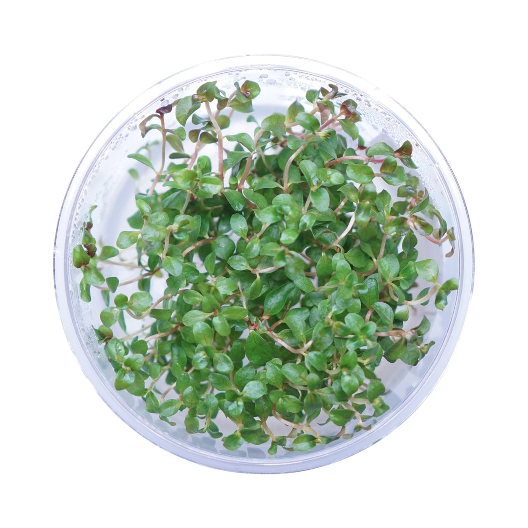 Ludwigia senegalensis (guinea)