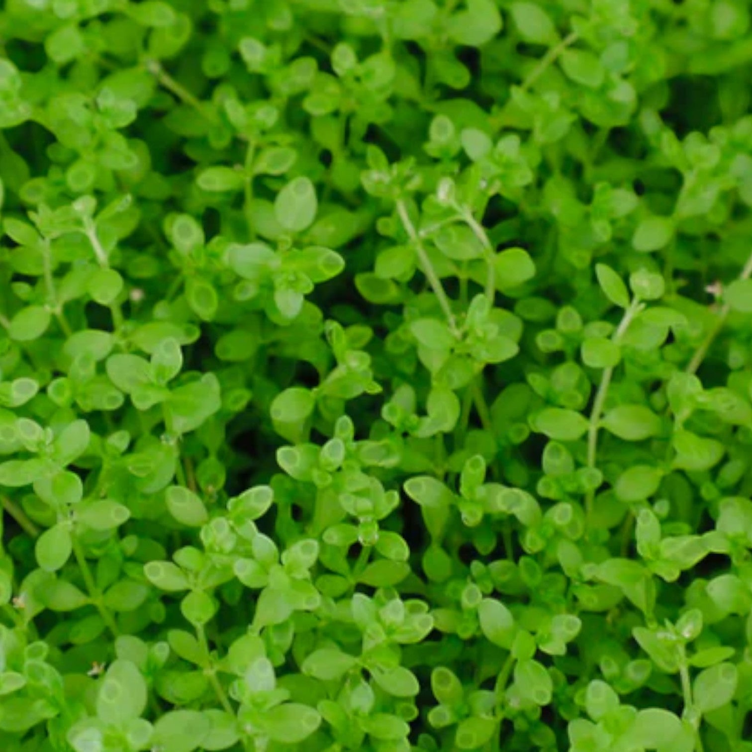 ALL Aquatic Plants for Every Aquarium | Cuboid Aquatics LLC