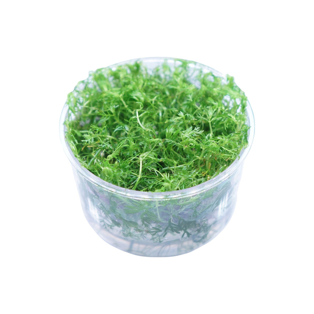 Myriophyllum elatinoides snowflake
