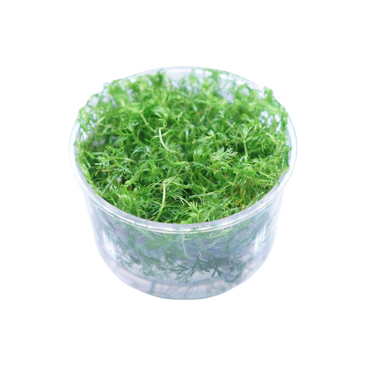Myriophyllum elatinoides snowflake