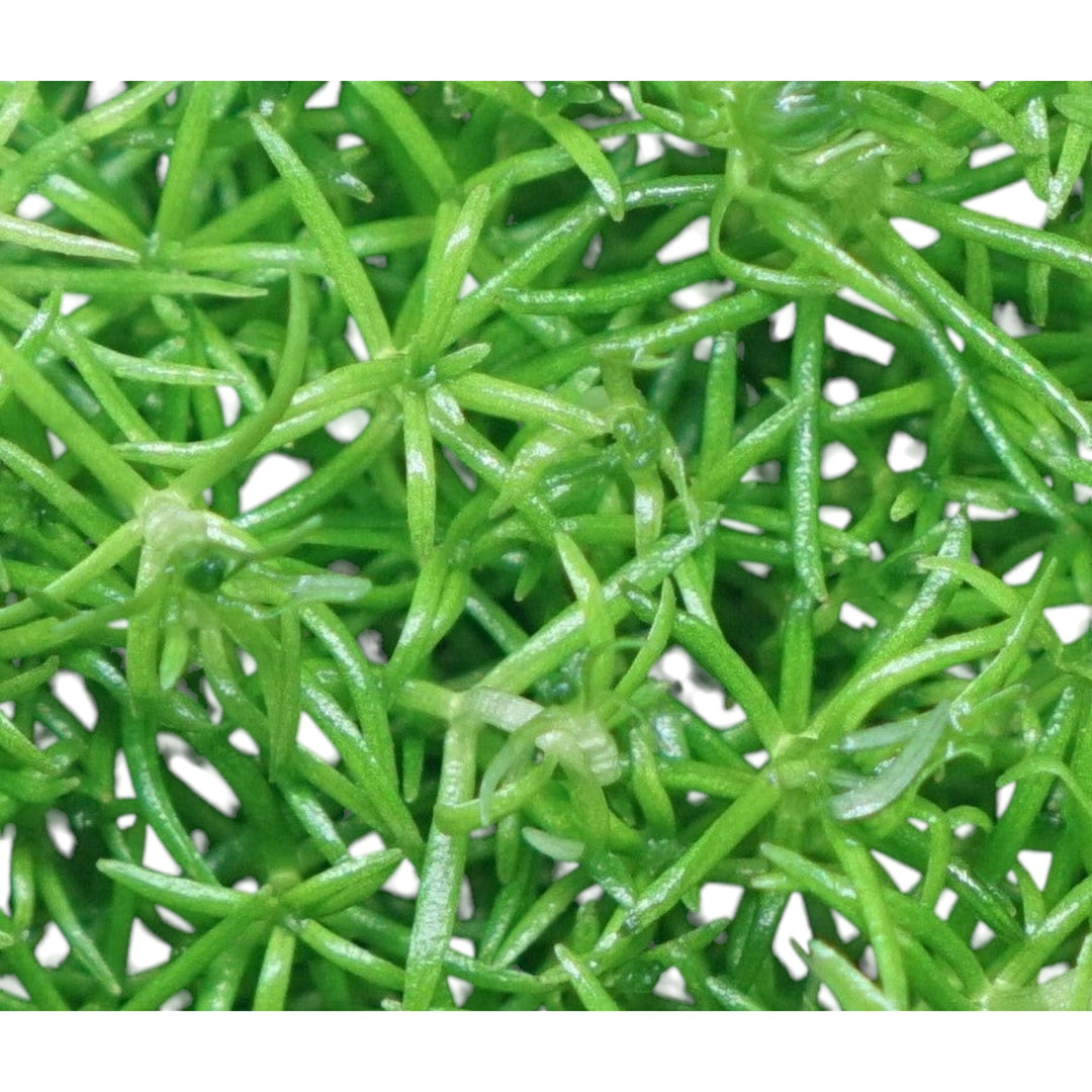 Pogostemon Helferi