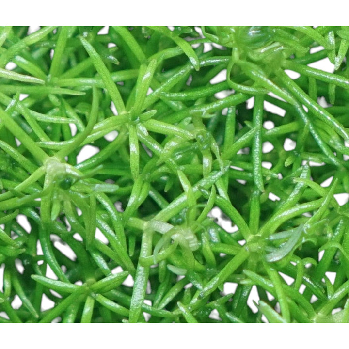 Pogostemon Helferi