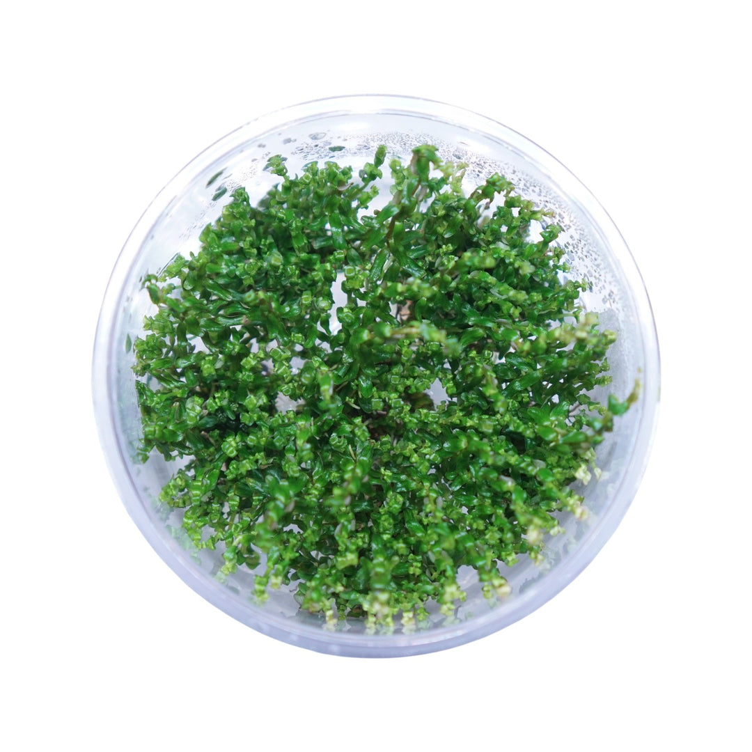 Rotala Macrandra Pearl