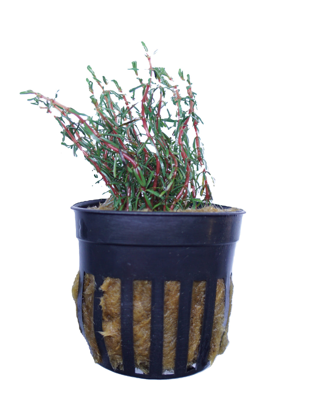 Rotala Wallichii