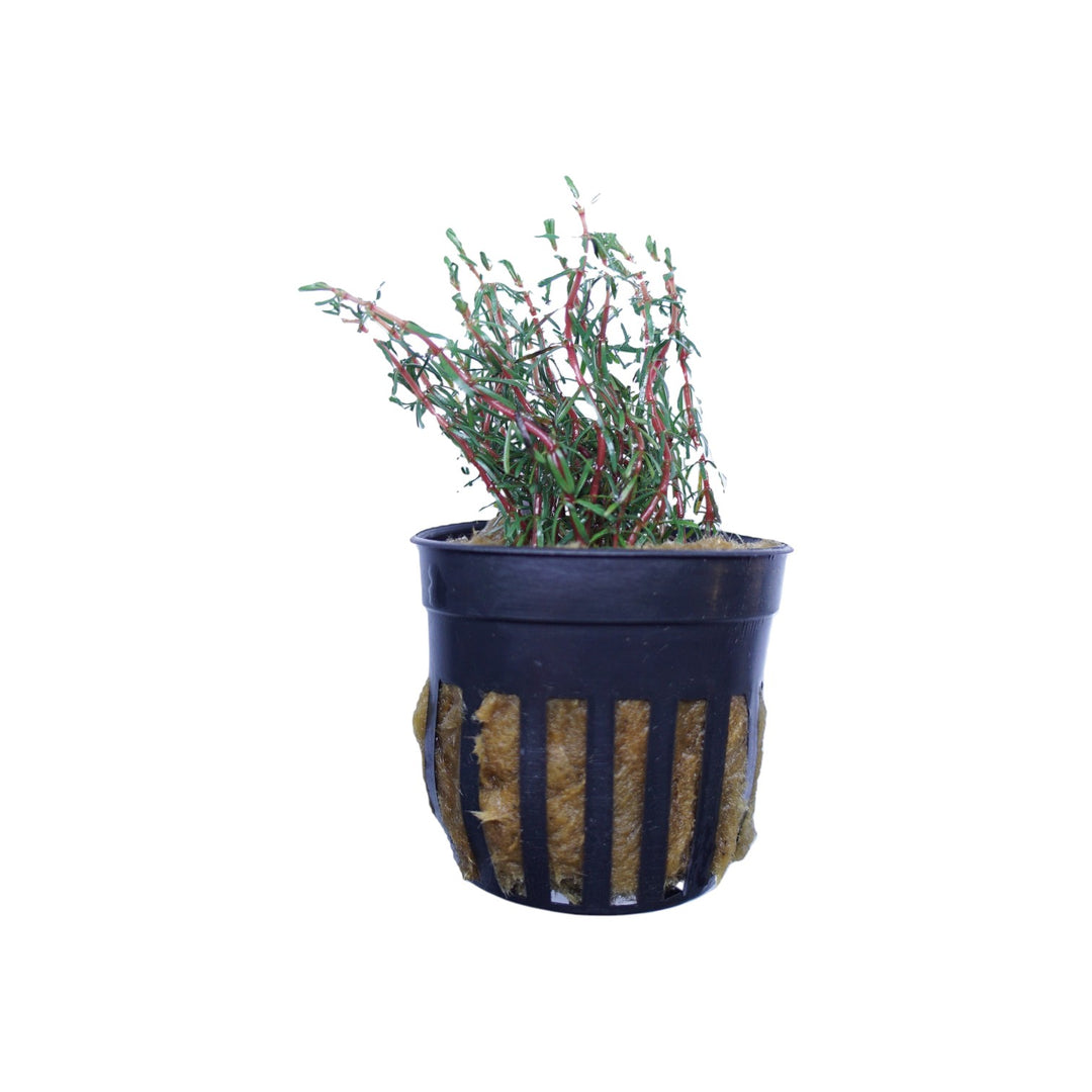 Rotala Wallichii