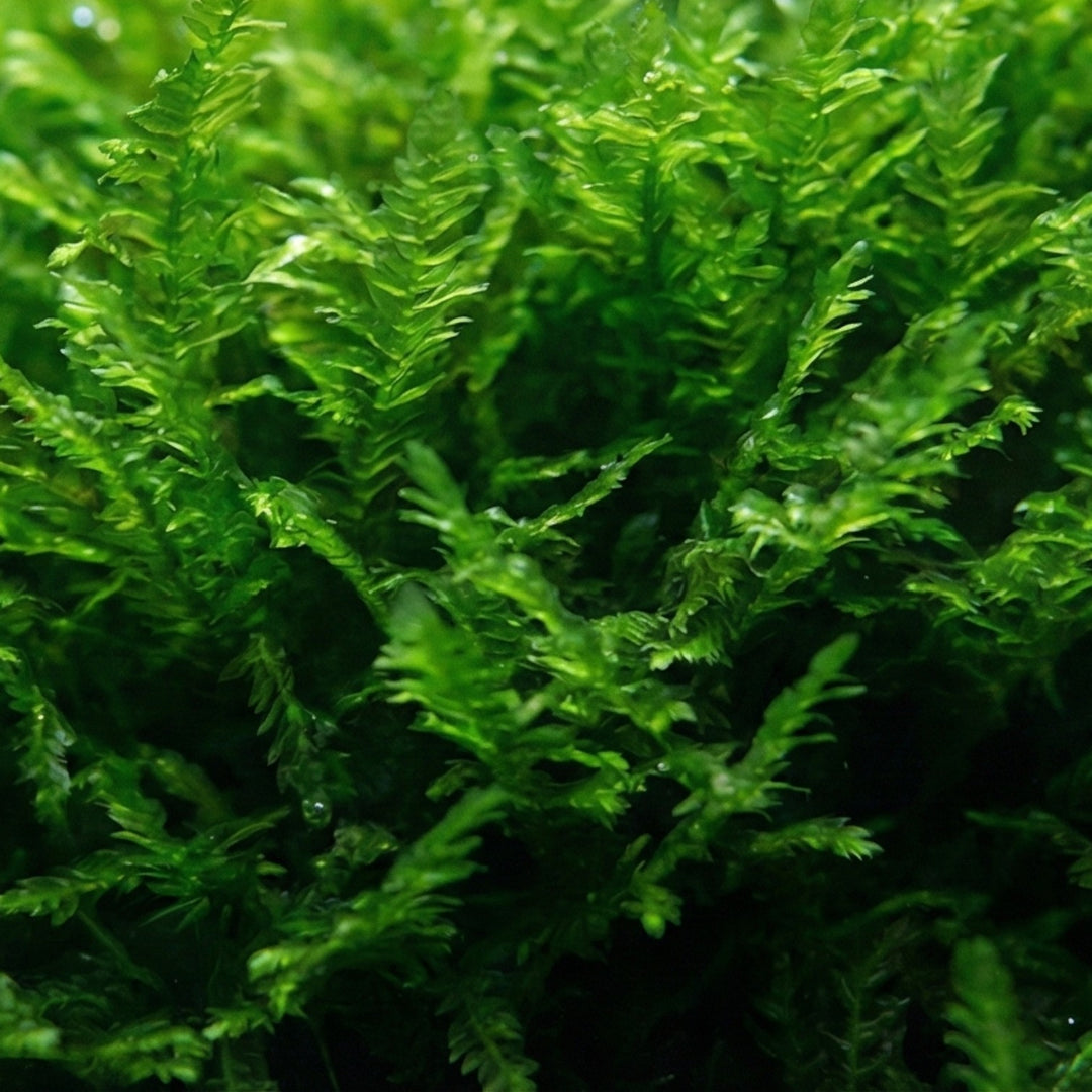 Spiky Moss