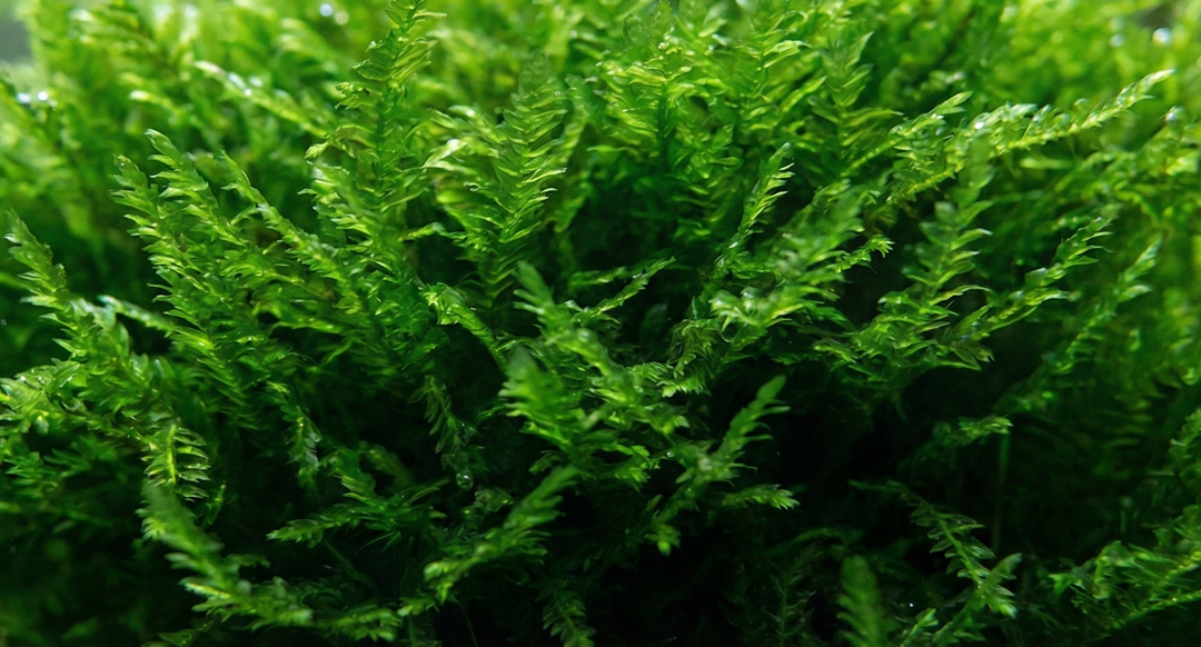 Spiky Moss