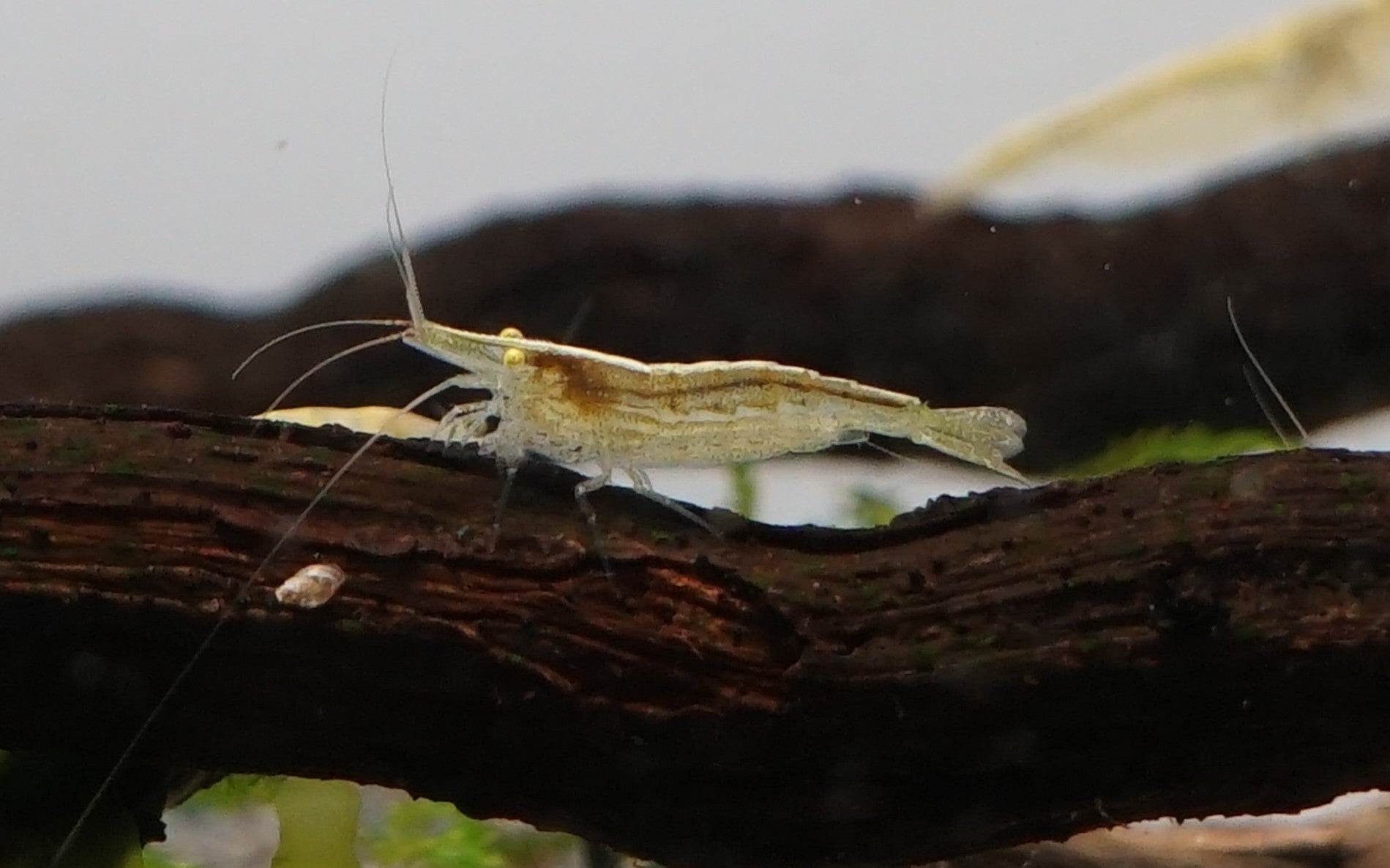 Explore Quality Shrimp for Your Aquarium | Cuboid Aquatics LLC