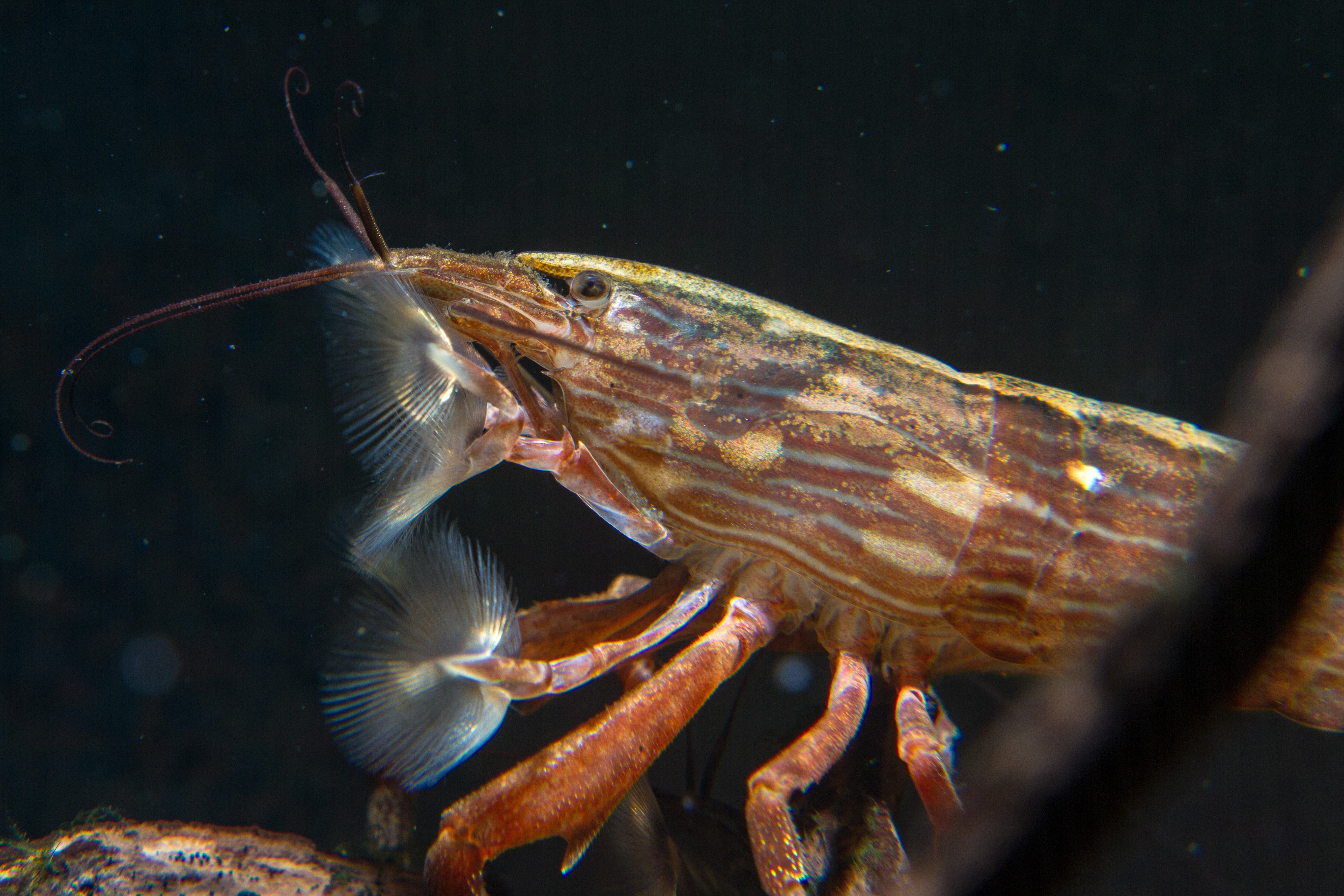 Explore Quality Shrimp for Your Aquarium | Cuboid Aquatics LLC