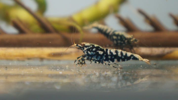 Black Galaxy Caridina Shrimp