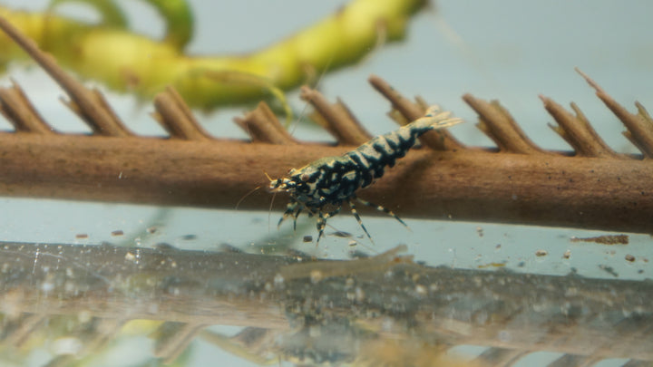 Black Galaxy Caridina Shrimp