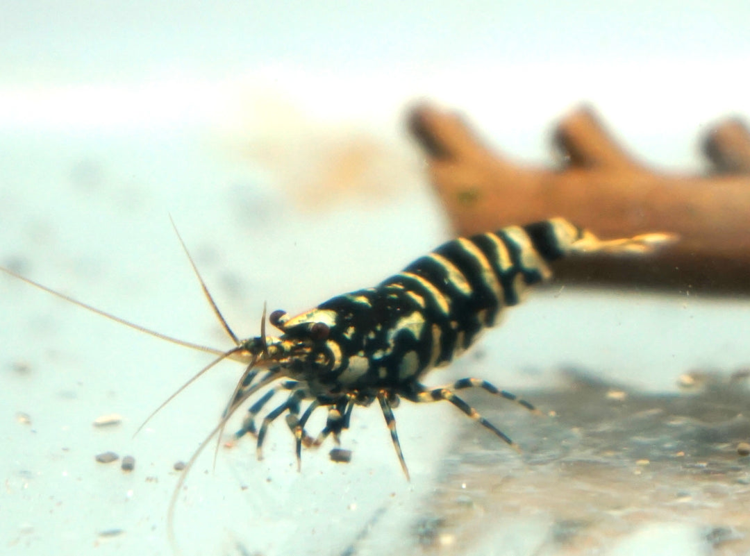Black Galaxy Caridina Shrimp