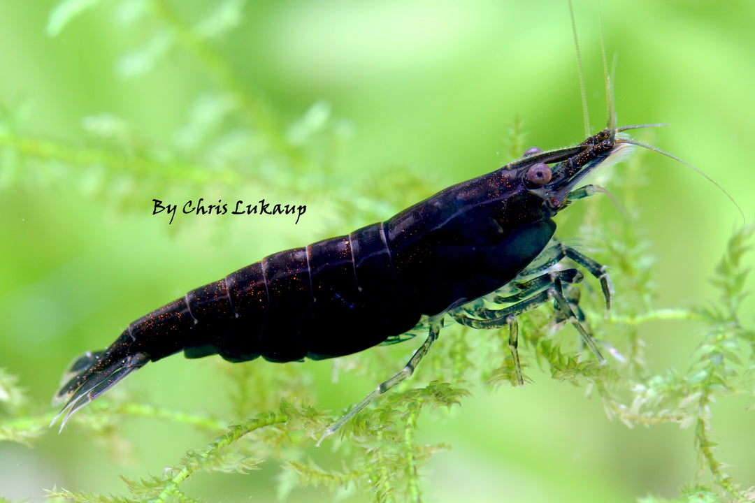 Black Painted Neocaridina Shrimp