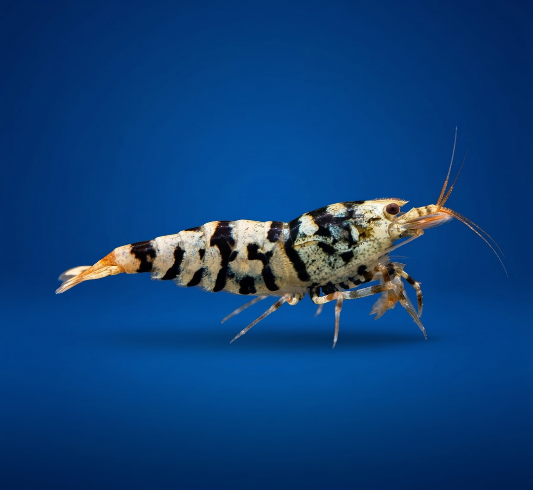 Black Tiger Fancy Cardina Shrimp