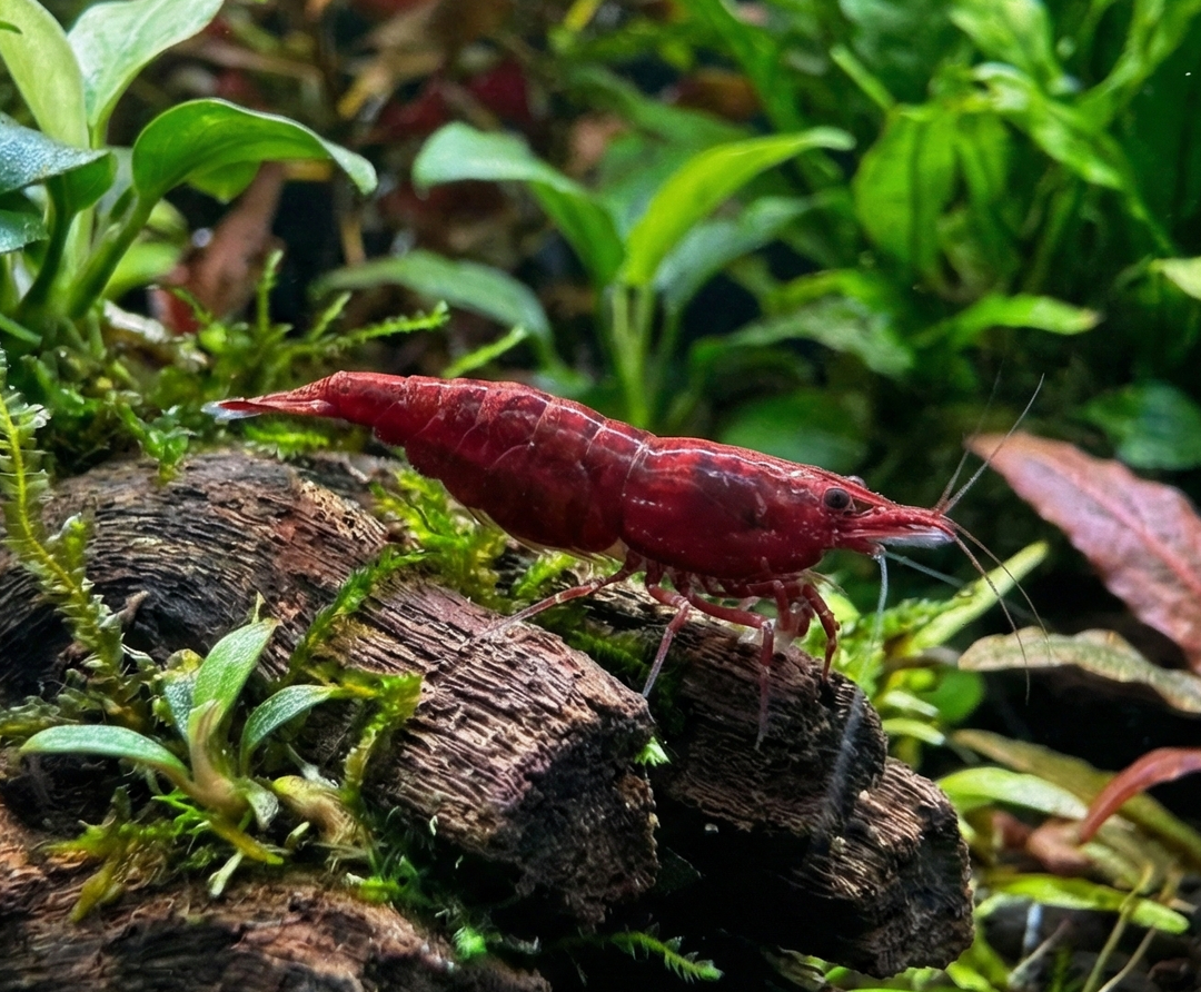 Bloody Mary Neocaridina Shrimp