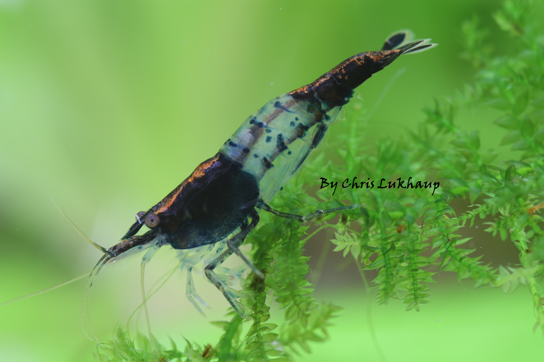 Blue Carbon Rili Neocaridina Shrimp