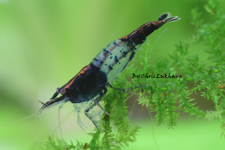 Blue Carbon Rili Neocaridina Shrimp