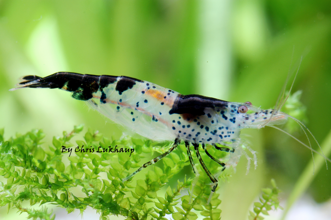 Blue Carbon Rili Neocaridina Shrimp