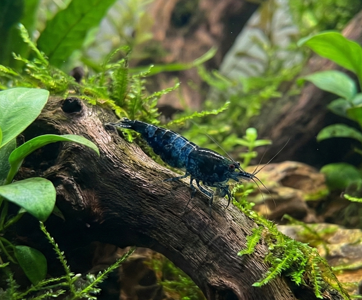 Blue Carbon Rili Neocaridina Shrimp
