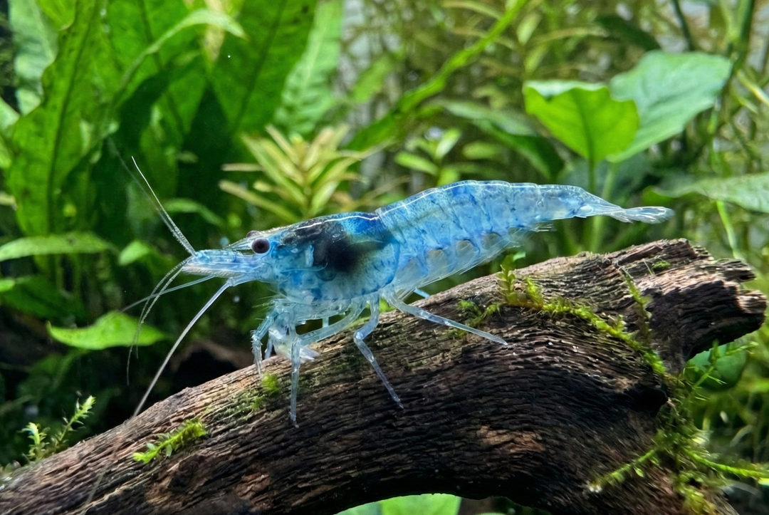 Blue Jelly Neocaridina Shrimp