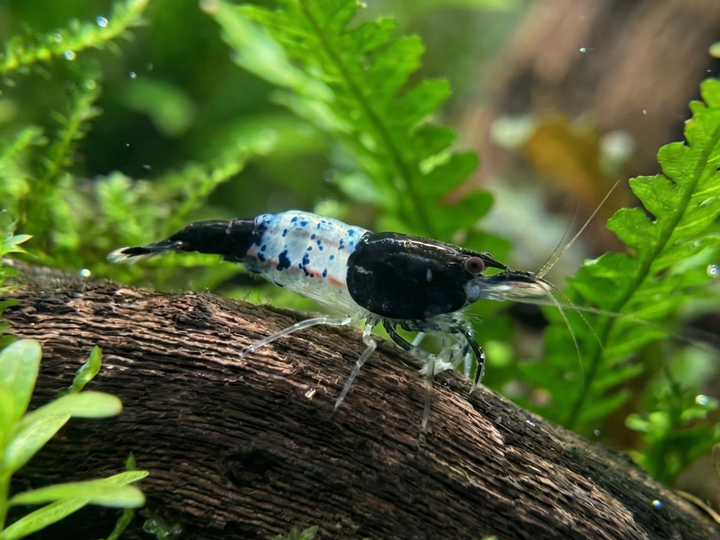 Blue Rili Neocaridina Shrimp from Cuboid Nature Aquarium, vibrant blue freshwater shrimp swimming in an aquarium.