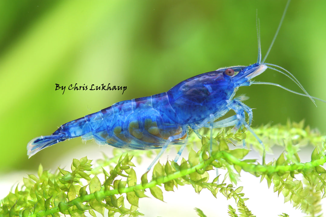 Blue Velvet Neocaridina Shrimp