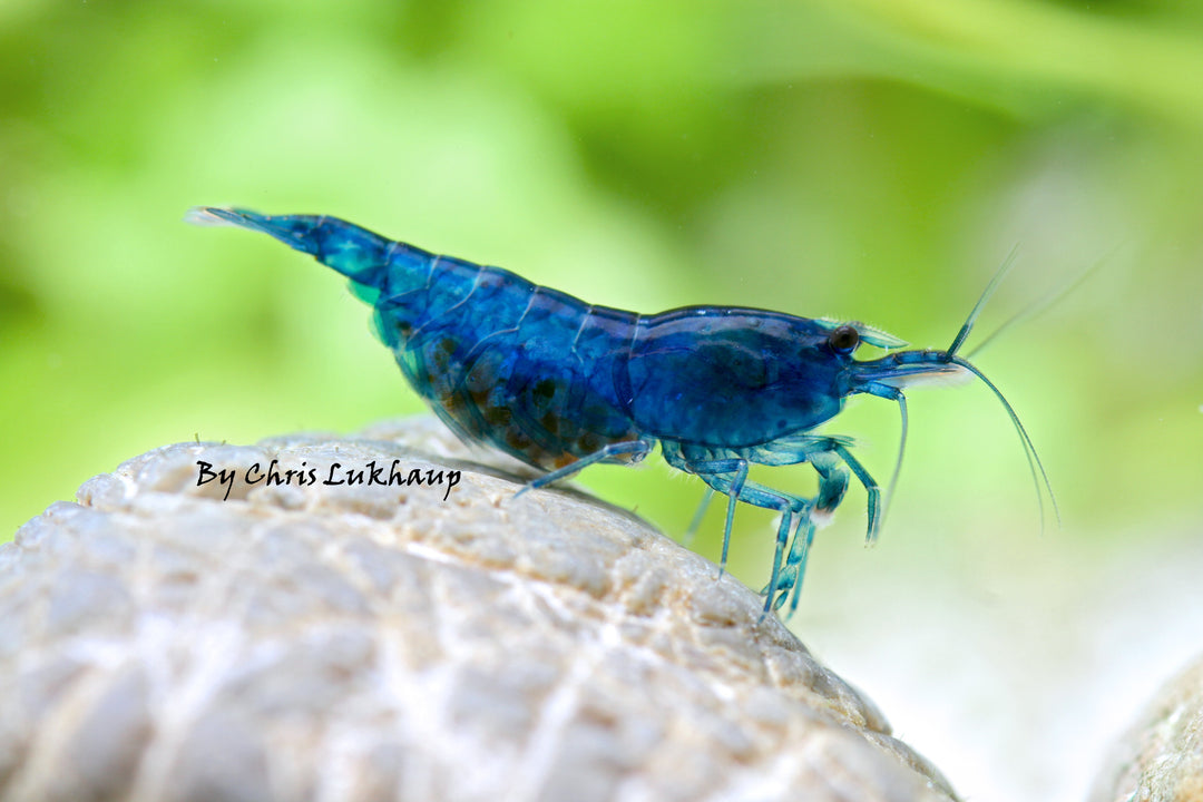 Blue Velvet Neocaridina Shrimp