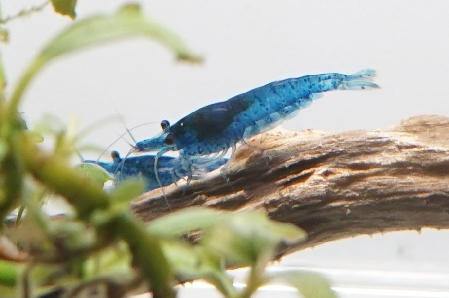 Blue Velvet Neocaridina Shrimp