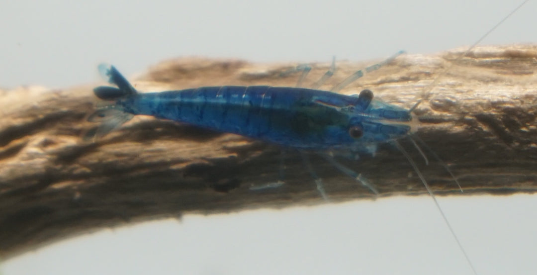 Blue Velvet Neocaridina Shrimp