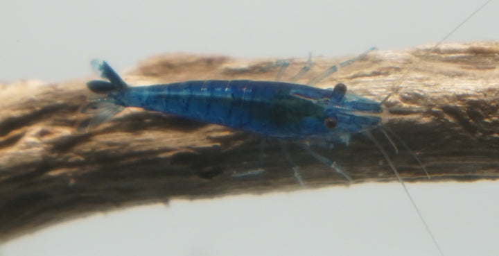 Blue Velvet Neocaridina Shrimp