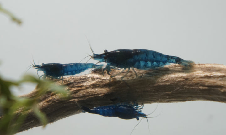 Blue Velvet Neocaridina Shrimp