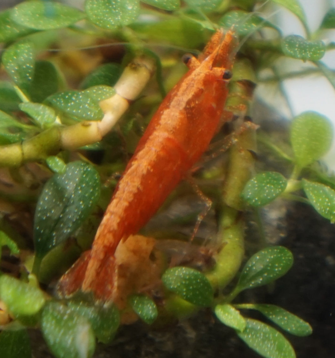 Dark Orange Neocaridina Shrimp