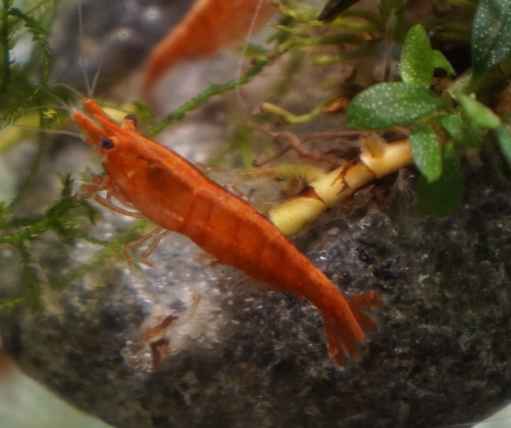 Dark Orange Neocaridina Shrimp