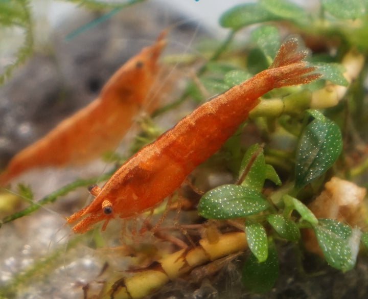 Dark Orange Neocaridina Shrimp