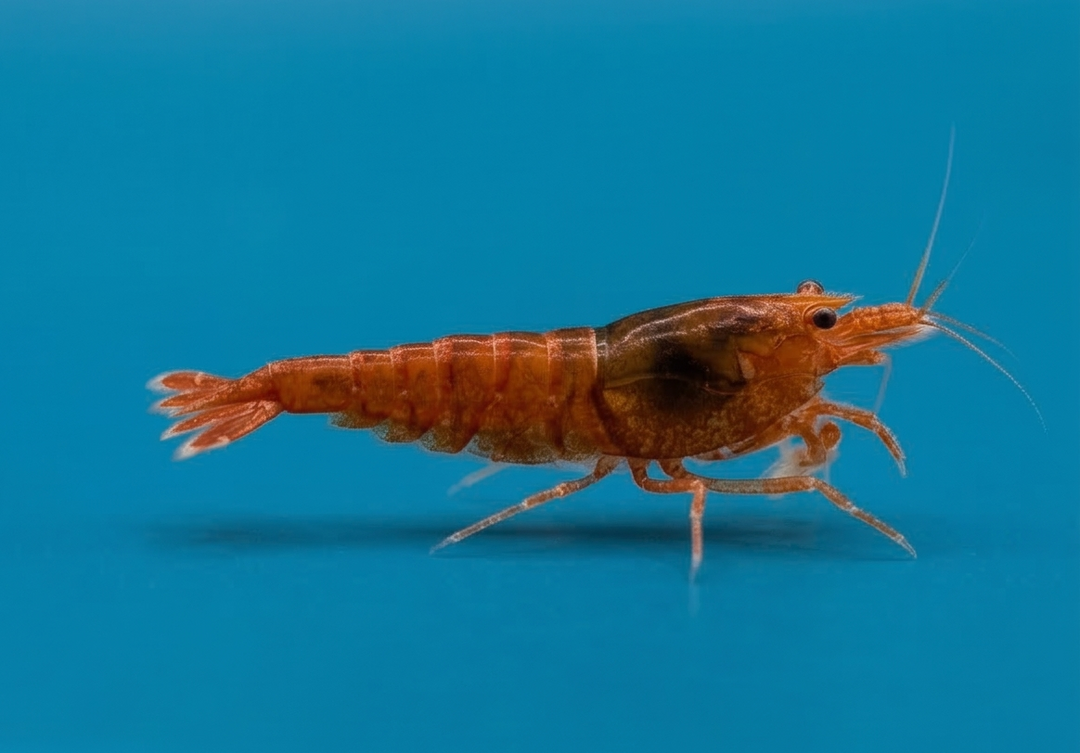 Extreme Red King Kong Caridina Shrimp