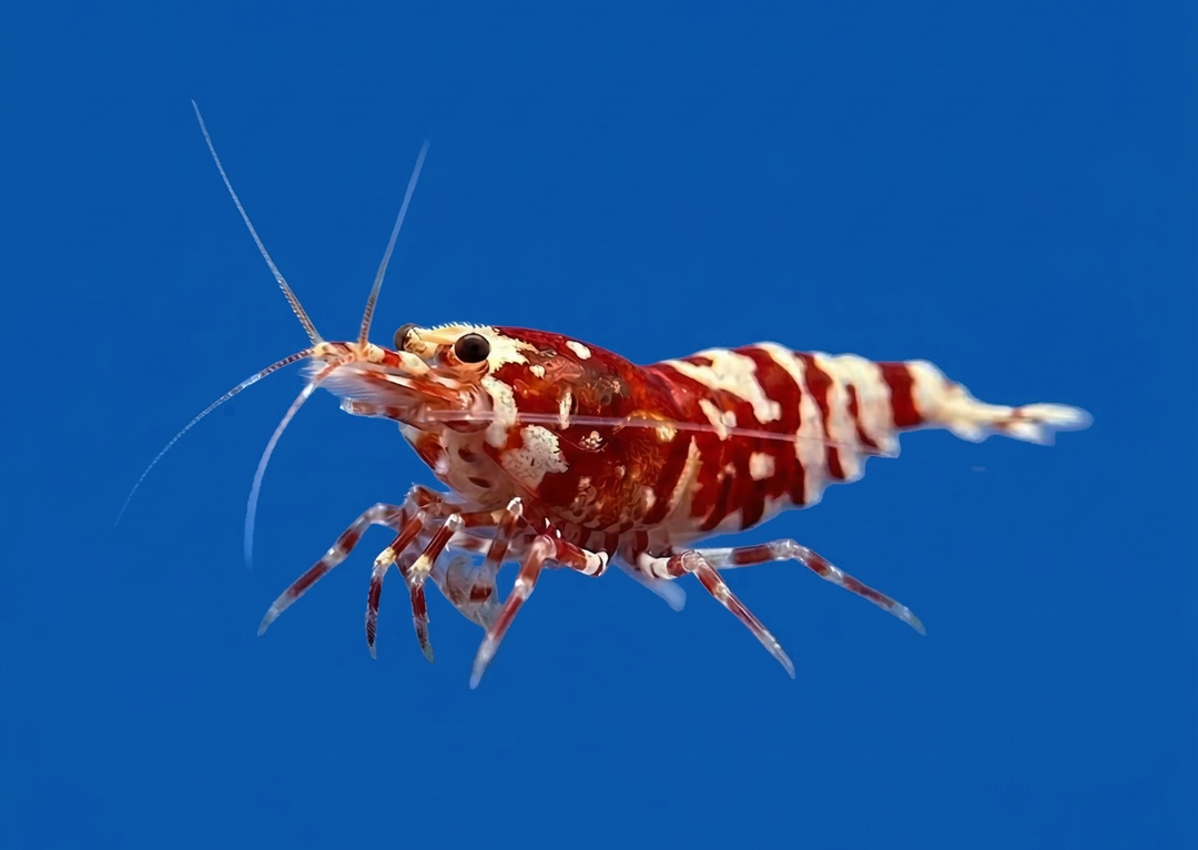 Fancy Red Tiger Caridina Shrimp