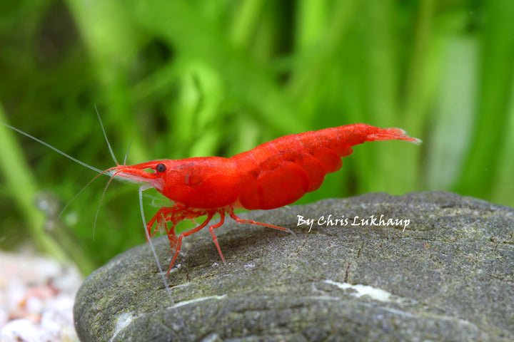 Fire Red Neocaridina Shrimp