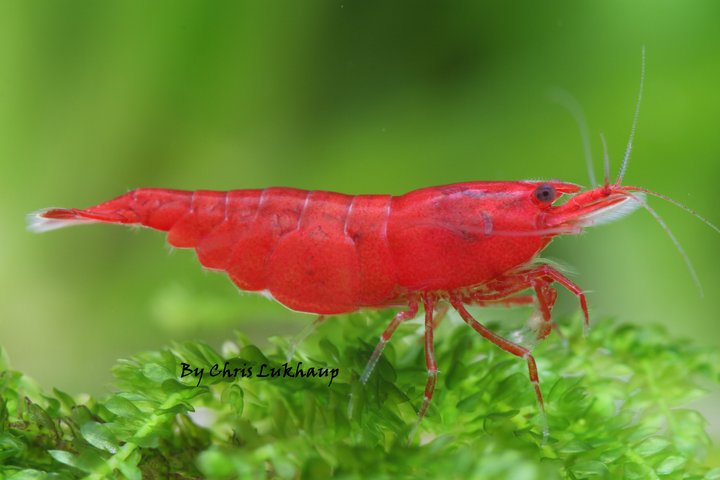 Fire Red Neocaridina Shrimp