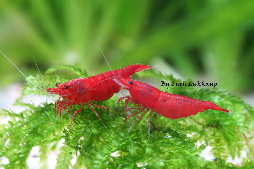 Fire Red Neocaridina Shrimp