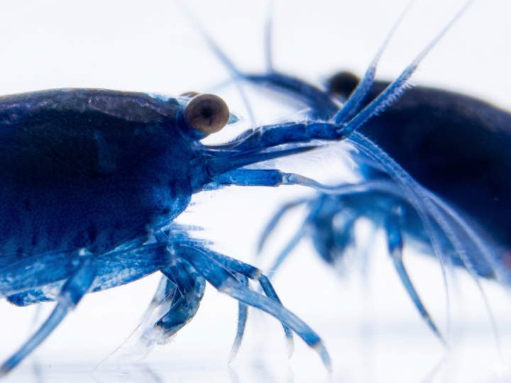 Ocean Blue Neocaridina Shrimp