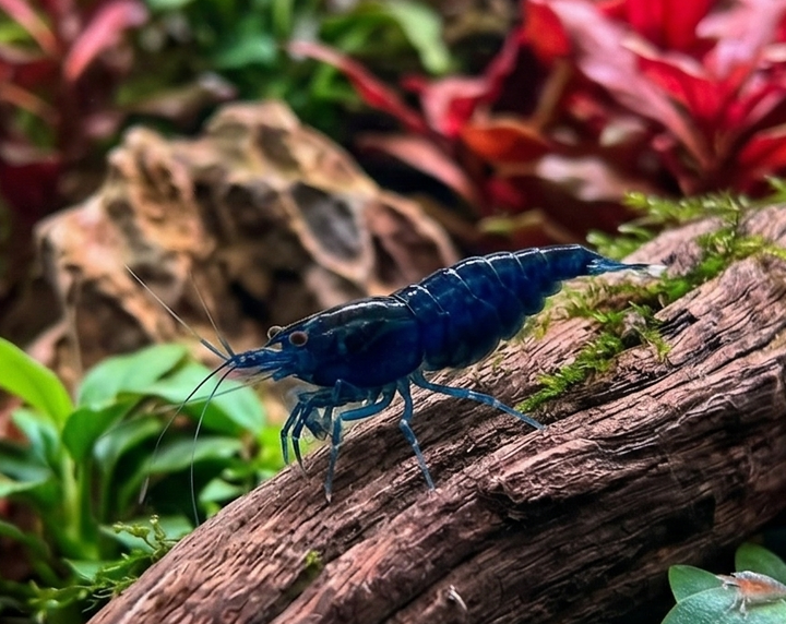 Ocean Blue Neocaridina Shrimp