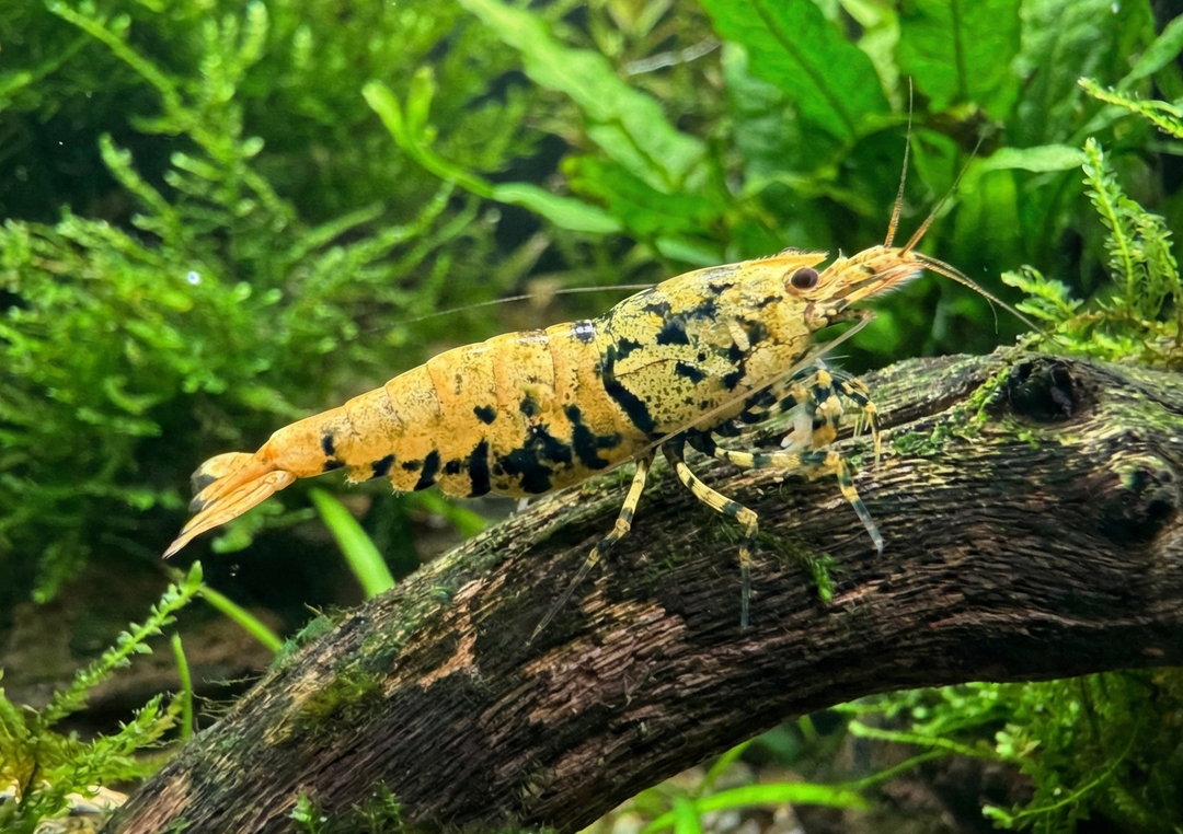 Orange/Yellow Boa Caridina Shrimp