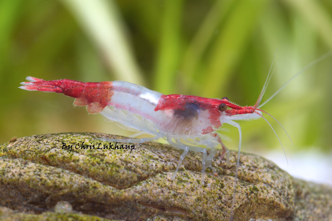 Red Rili Neocaridina Shrimp
