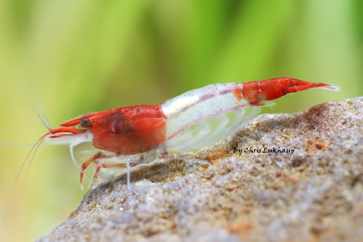 Red Rili Neocaridina Shrimp
