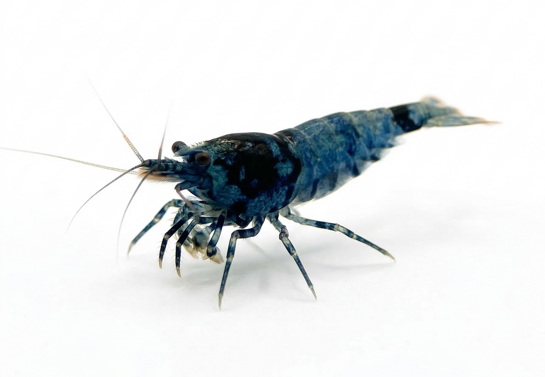 Shadow Mosura Caridina Shrimp