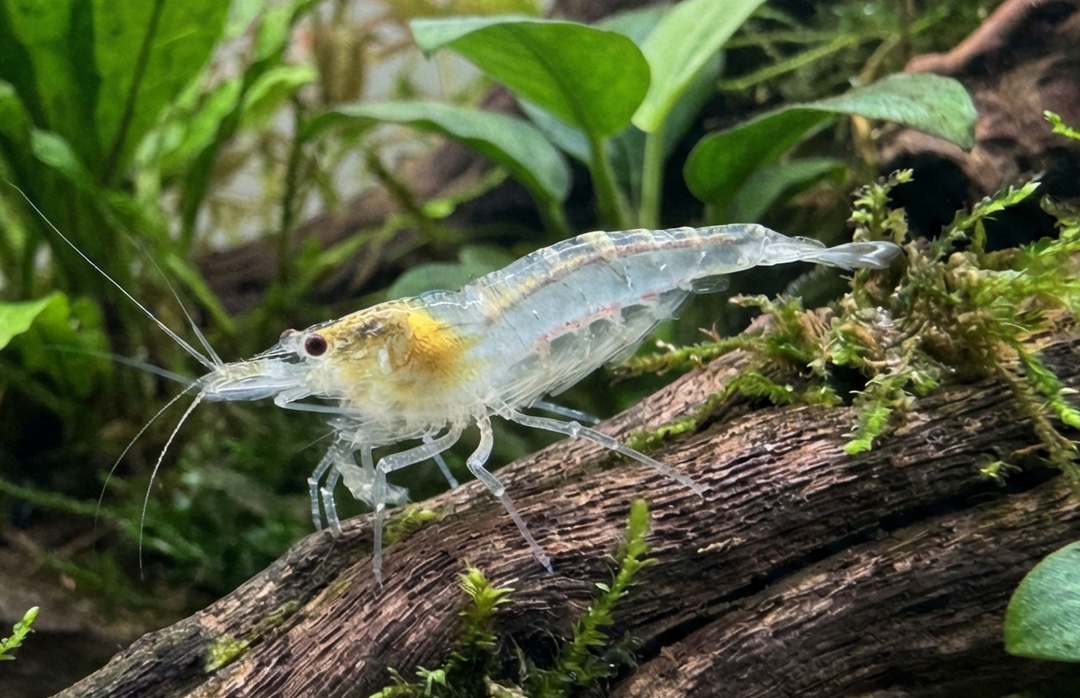 Snowball Neocaridina Shrimp